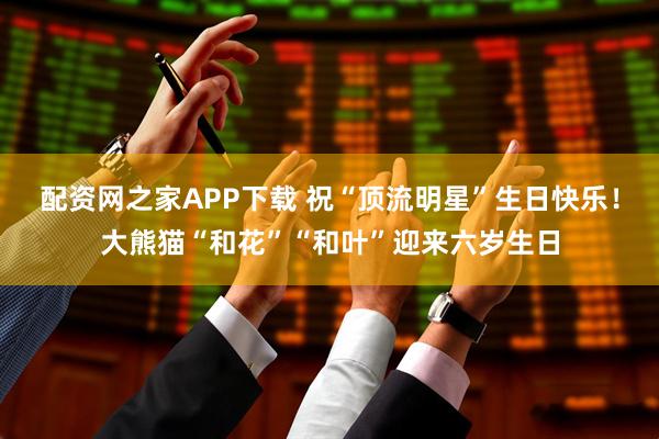 配资网之家APP下载 祝“顶流明星”生日快乐！大熊猫“和花”“和叶”迎来六岁生日